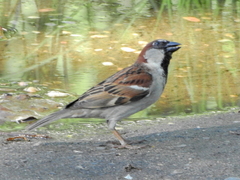 Passer domesticus