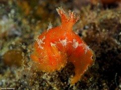 Plocamopherus maderae