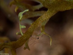 Eualus occultus