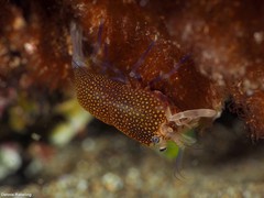 Gnathophyllum elegans