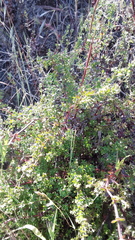 Galium porrigens porrigens