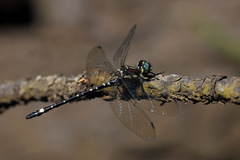Eusynthemis brevistyla