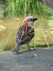 Passer domesticus