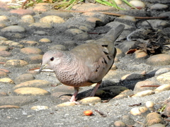 Columbina passerina