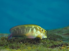 Ophioblennius atlanticus