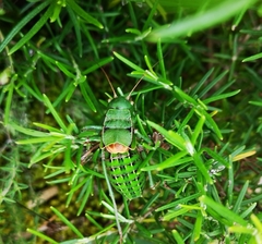 Pycnogaster cucullatus