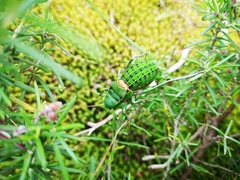 Pycnogaster cucullatus