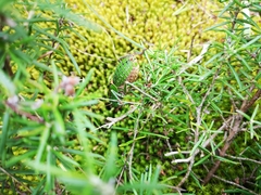 Pycnogaster cucullatus