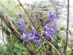 Delphinium madrense