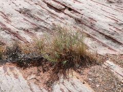 Heterotheca excelsior