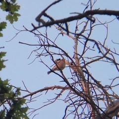 Fringilla coelebs