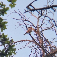 Fringilla coelebs