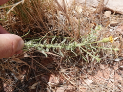 Heterotheca excelsior