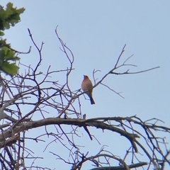 Fringilla coelebs