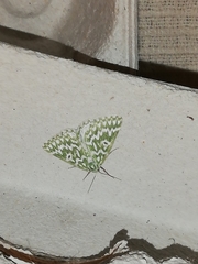 Thetidia plusiaria