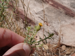 Heterotheca excelsior