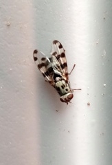 Ceroxys