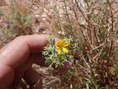 Heterotheca excelsior