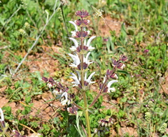 Salvia argentea