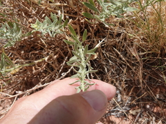 Heterotheca excelsior