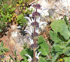 Salvia argentea
