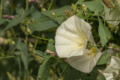 Convolvulus scammonia