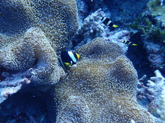 Stichodactyla mertensii