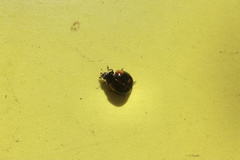 Adalia bipunctata