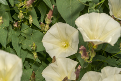 Convolvulus scammonia