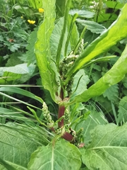 Rumex obtusifolius