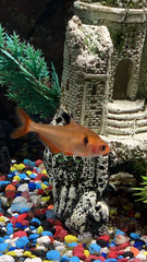 Hyphessobrycon eques