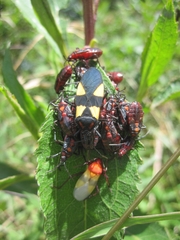 Oncopeltus orourkeae