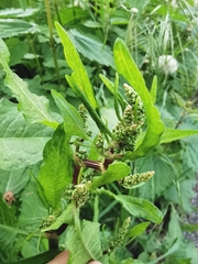 Rumex obtusifolius