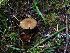 Pluteus fulvibadius