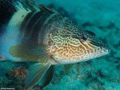 Serranus papilionaceus