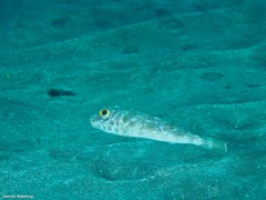 Sphoeroides marmoratus