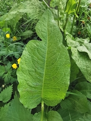 Rumex obtusifolius