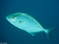 Seriola rivoliana