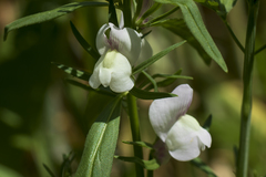 Misopates calycinum