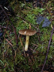 Pluteus fulvibadius