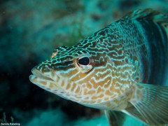 Serranus papilionaceus