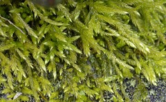 Brachythecium campestre