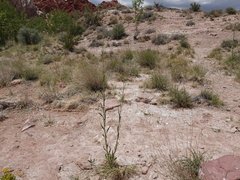 Oenothera longissima