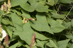 Convolvulus scammonia