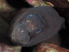 Gymnothorax unicolor