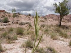 Oenothera longissima