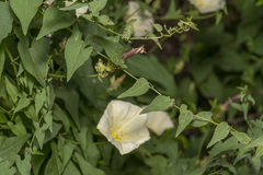 Convolvulus scammonia