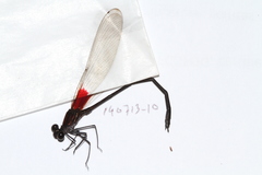 Hetaerina moribunda
