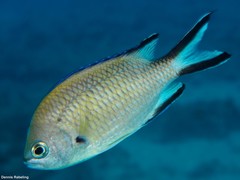 Chromis limbata