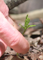 Botrychium angustisegmentum